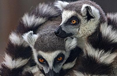 《夺宝奇兵：古老之圈》Xbox版将以60FPS为目标